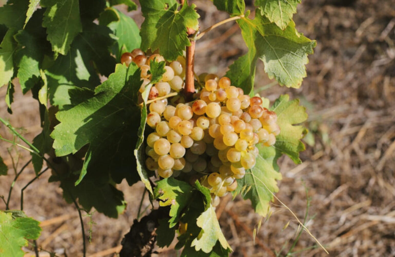 Terroir René i Sara
