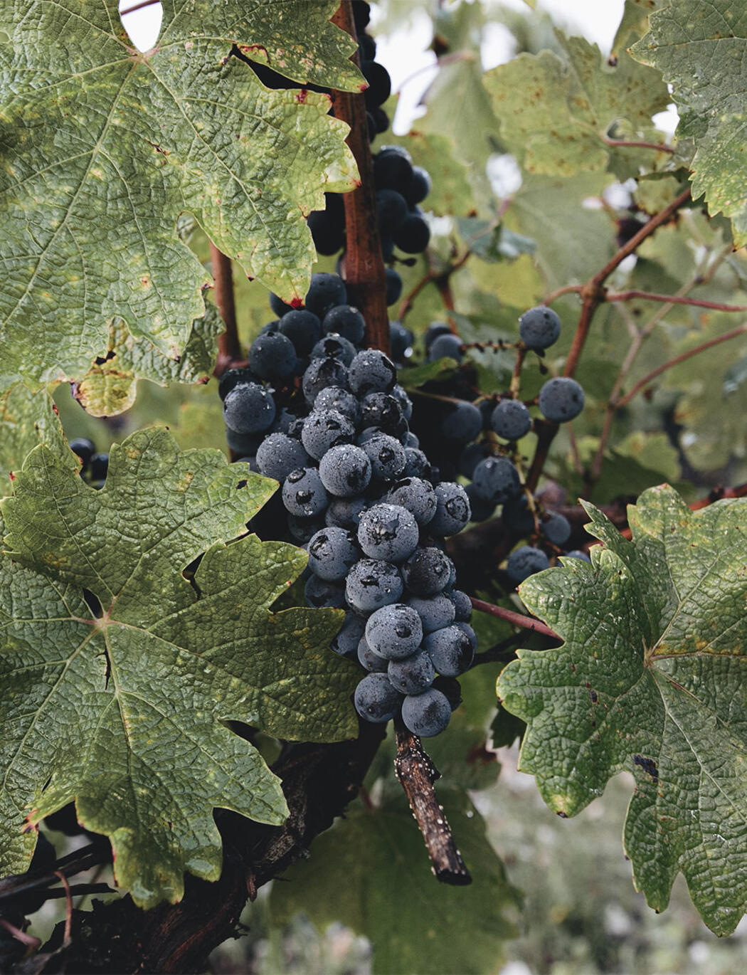 Terroir Château Pontet Canet