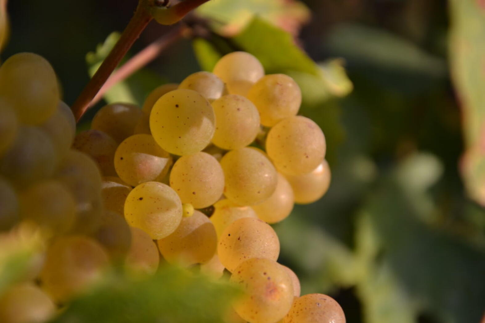 Terroir Lamandier-Bernier