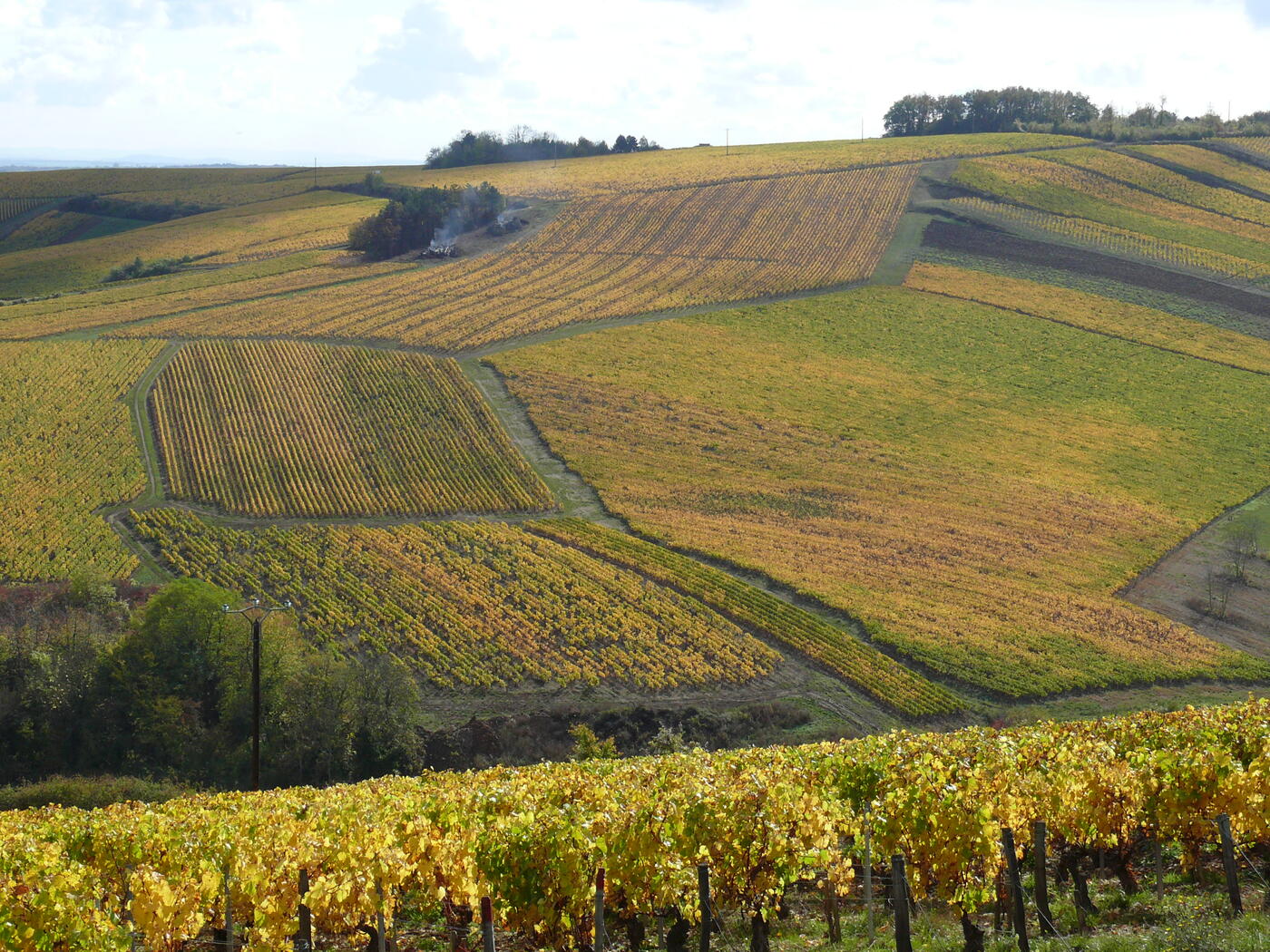 Terroir