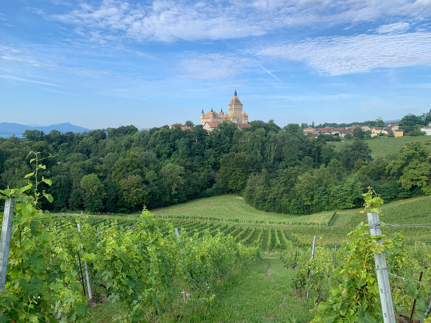 Die wichtigsten Grand Cru's