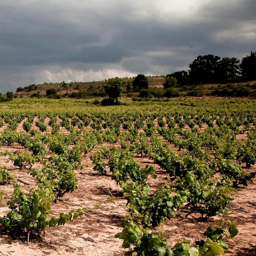 Weingut Dominio de Atauta