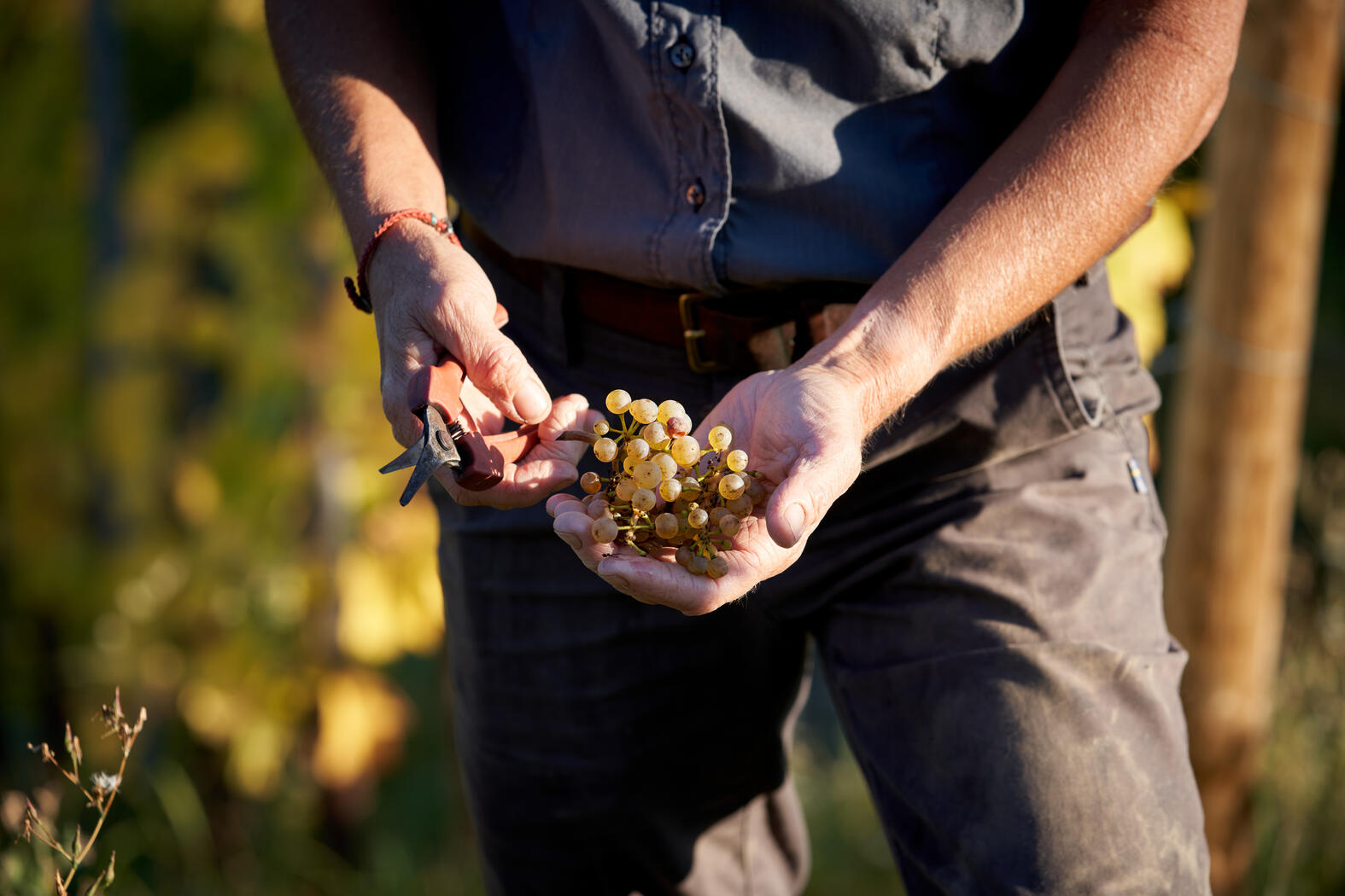 Weingut Bastgen Terroir