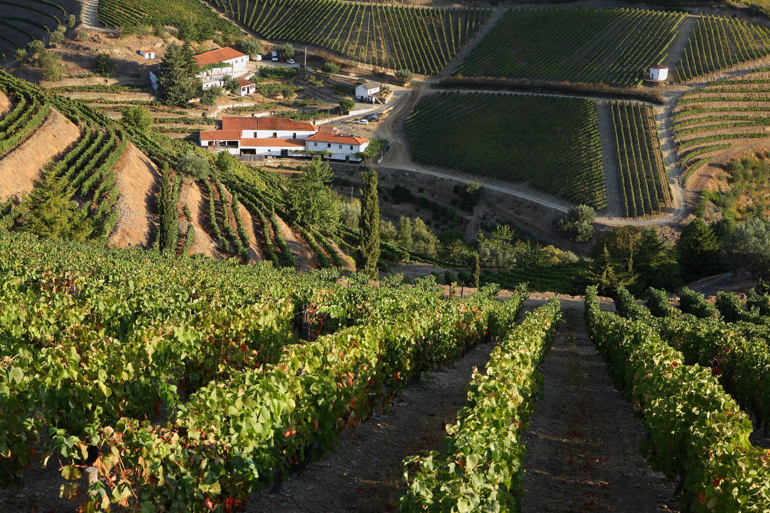 Weingut Taylor