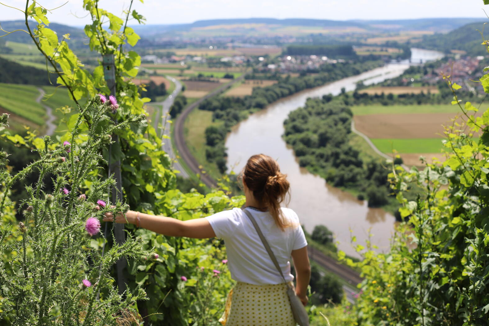 Weingut am Stein Geschichte