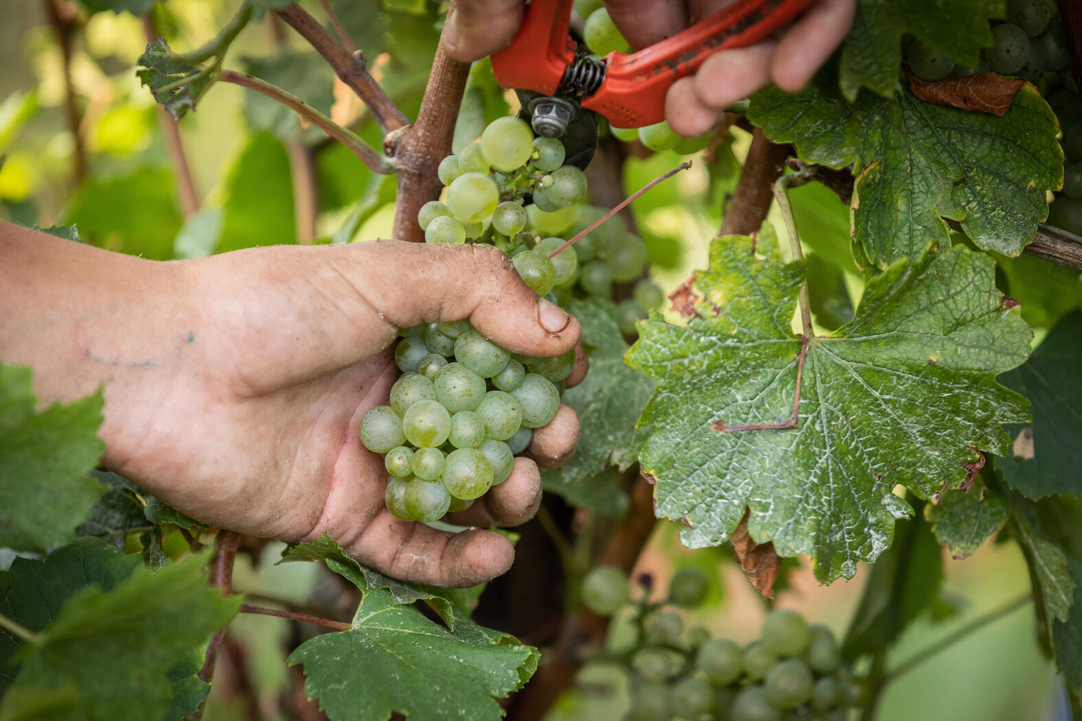 Weingut Barone Pizzini Terroir