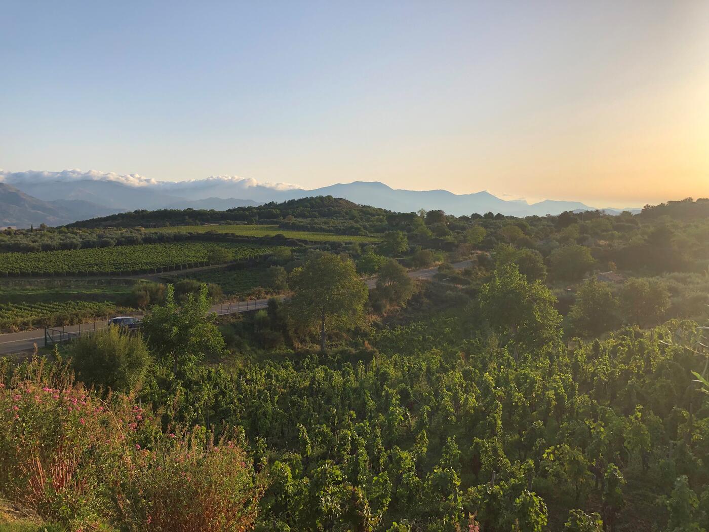 Weingut Frank Cornelissen