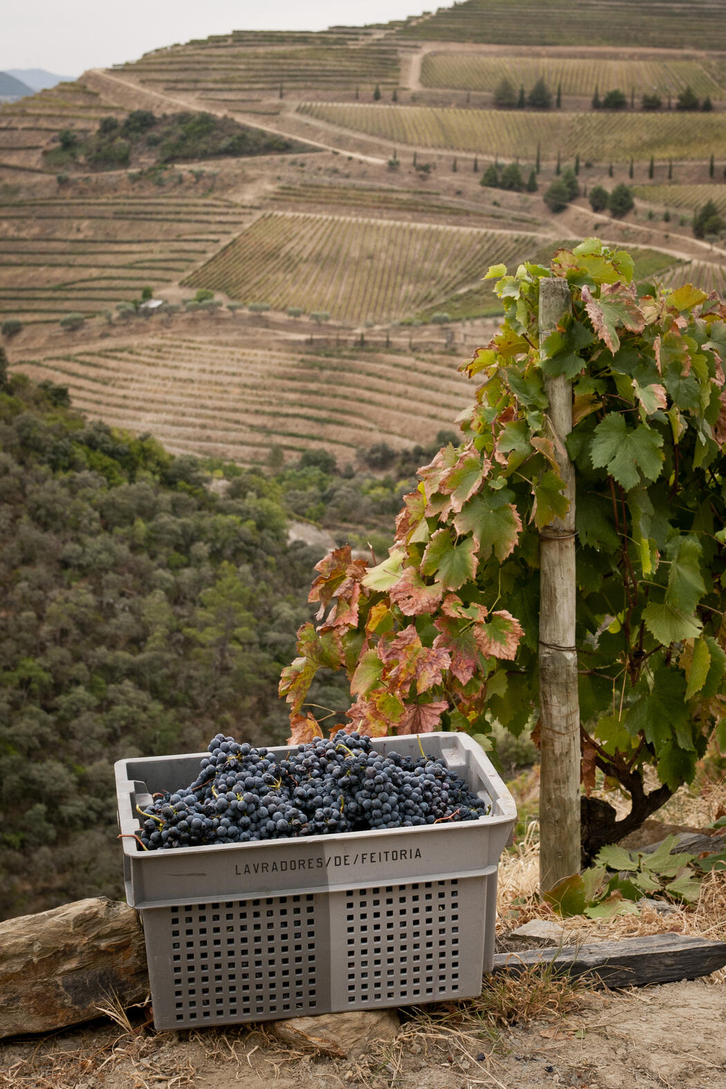 Das Terroir von Lavradores de Feitoria