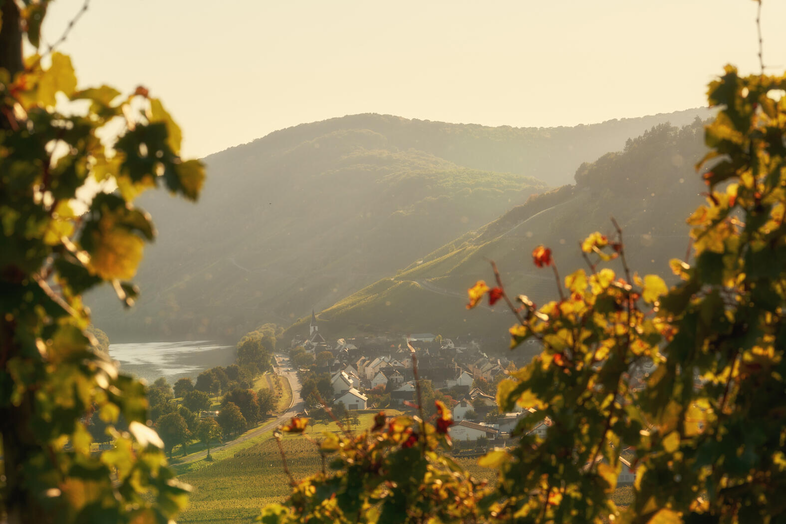 Gut Hermannsberg Arbeiten im Rebberg