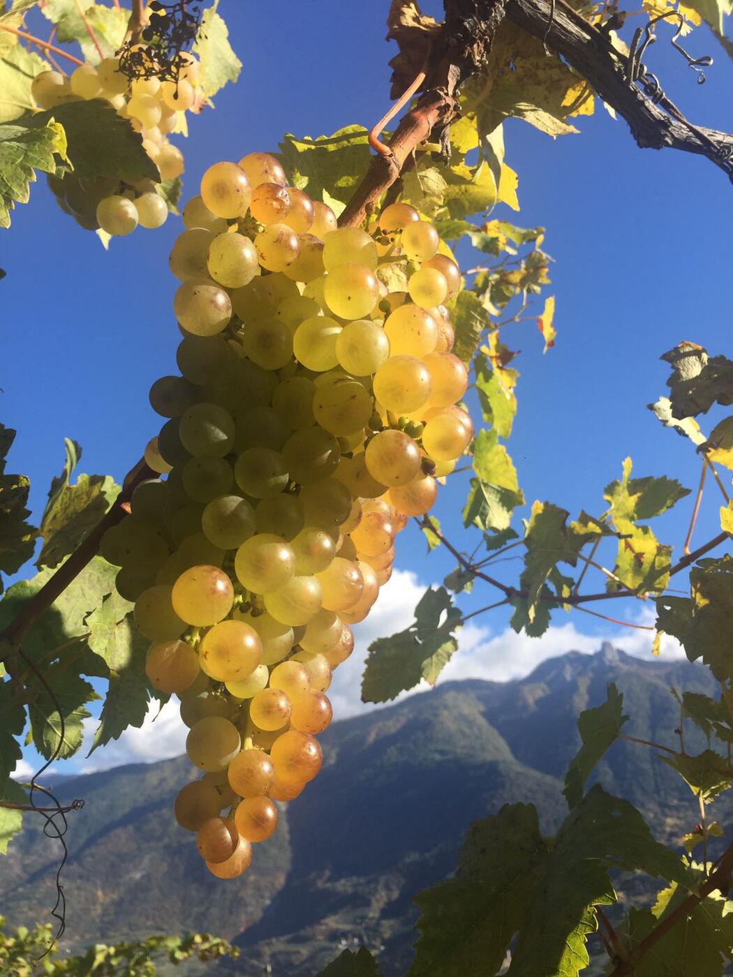 Domaine de Beudon Arbeit im Rebberg