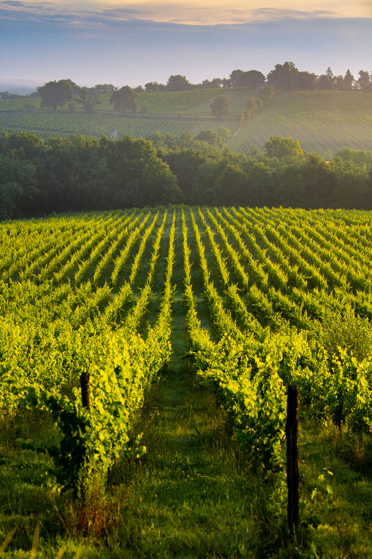 Weinproduzenten aus Frankreich
